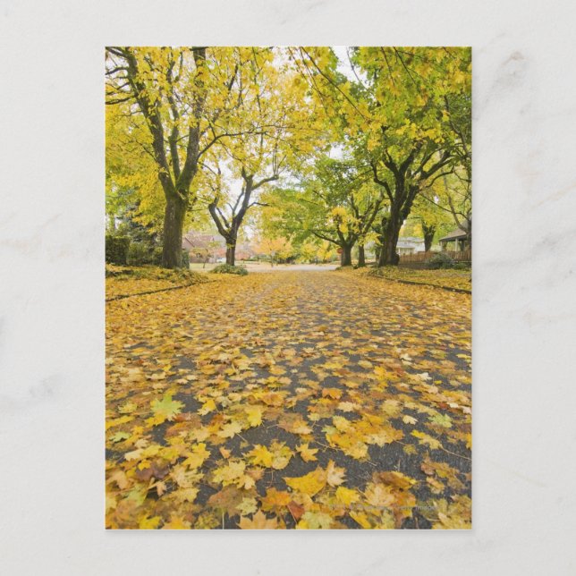 Carte Postale Eastmoreland En Automne route et vue sur l'arbre (Devant)