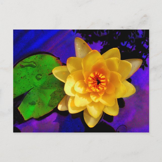 CARTE POSTALE EAU JAUNE LILY (Devant)