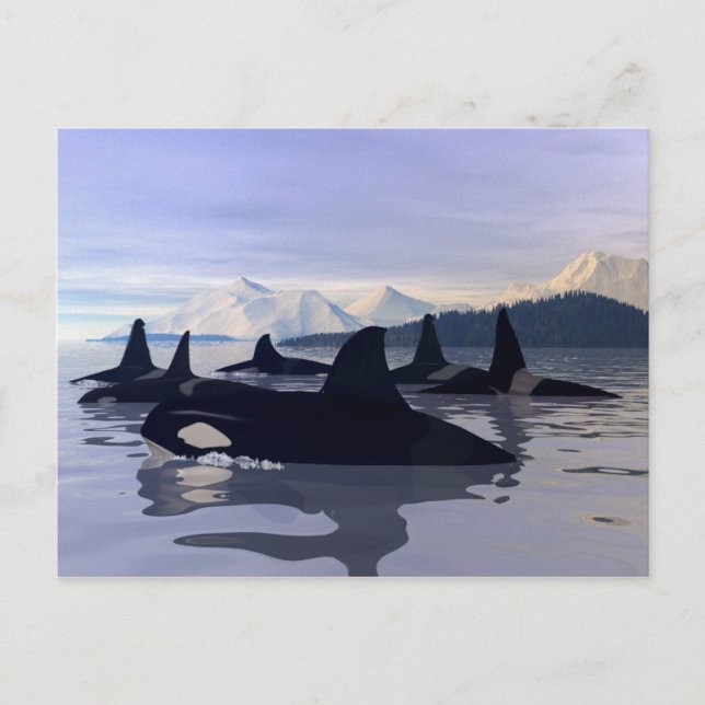 Carte Postale Eau Lumineuse Orca (Devant)