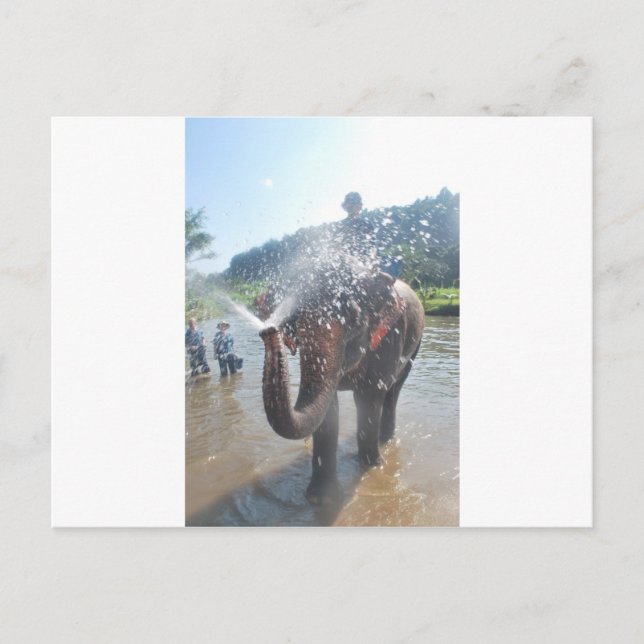 Carte Postale Eau pulvérisatrice d'éléphants (Devant)