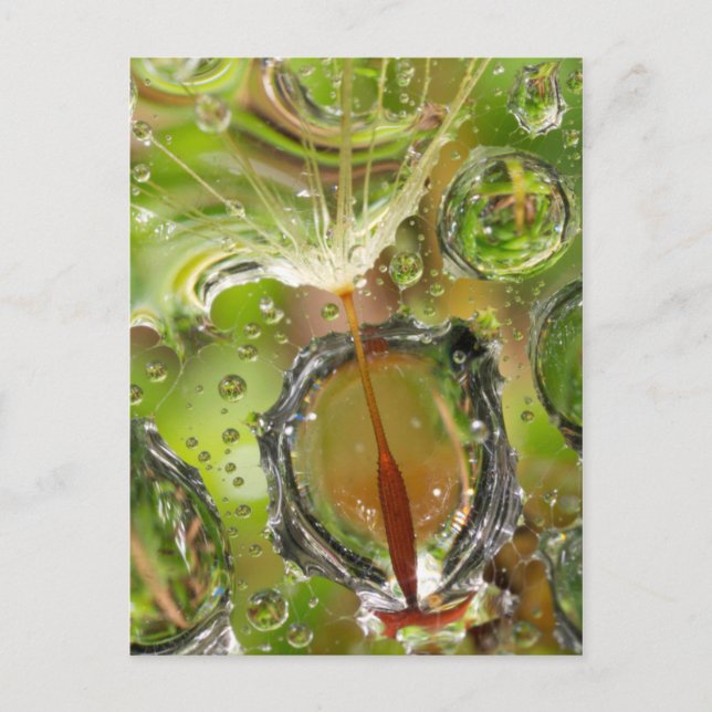 Carte Postale Eau sur les graines de pissenlit, CA (Devant)