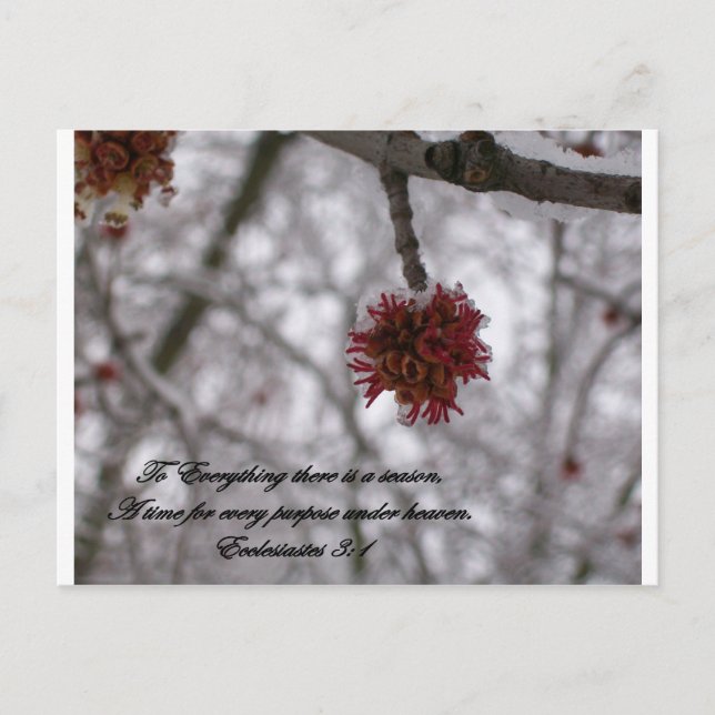 Carte Postale Ecclesiaste 3:1 (Devant)