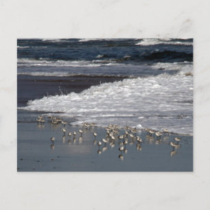 Carte Postale Echapper au Surf