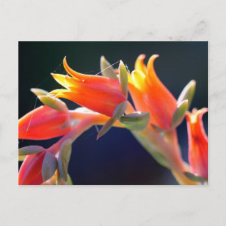 Carte Postale Echeveria fleurs de poules et poussins