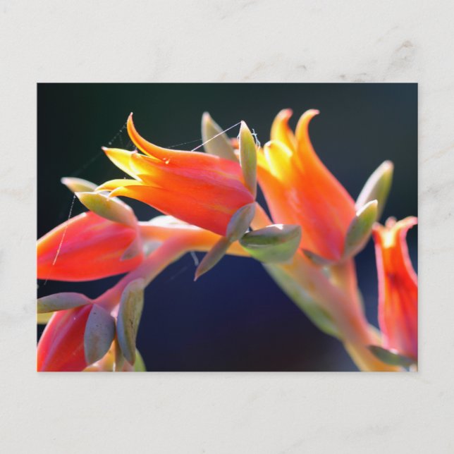 Carte Postale Echeveria fleurs de poules et poussins (Devant)