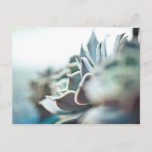 Carte Postale Echeveria succulent