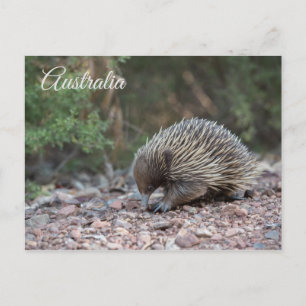 Carte Postale Echidna, Anteater épineux, Australie