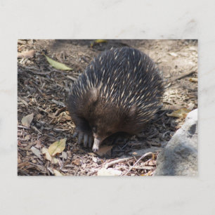 Carte Postale Echidna Australie