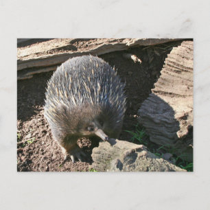 Carte postale Echidna australienne