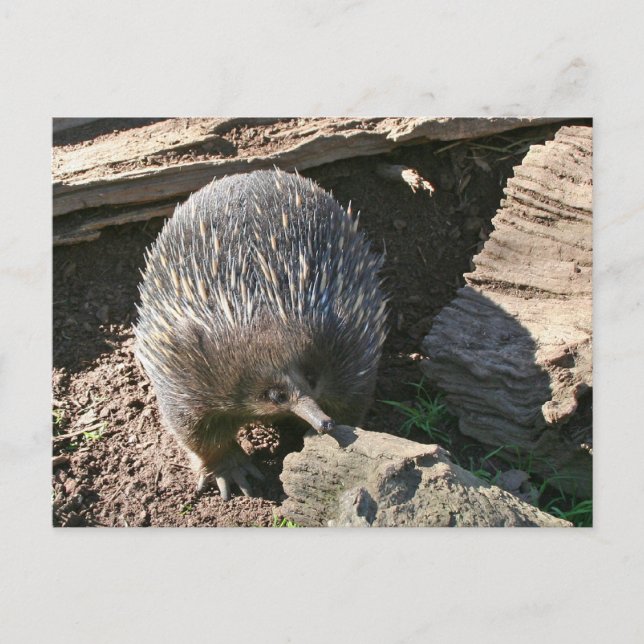 Carte postale Echidna australienne (Devant)
