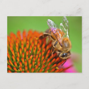 Carte Postale Echinacea Coneflower et Bee