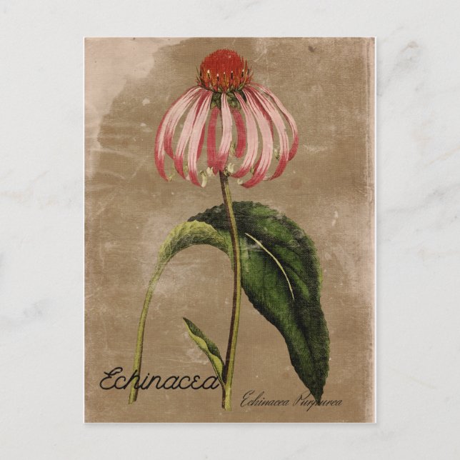 Carte postale Echinacea de style vintage (Devant)