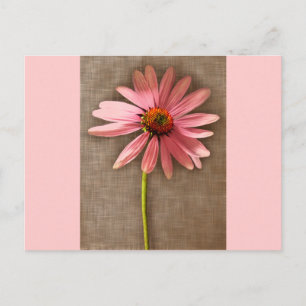 Carte Postale Echinacea purpurea