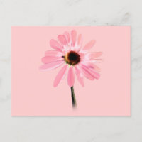 Echinacea purpurea
