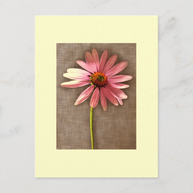 Carte Postale Echinacea purpurea (Devant)