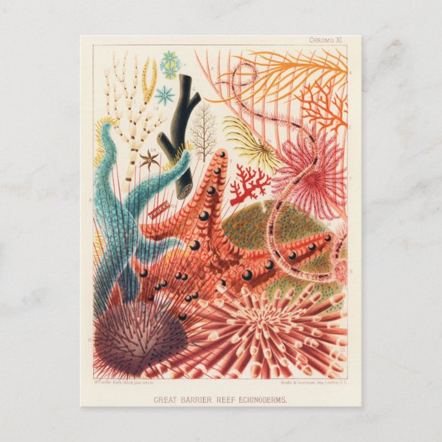 Carte Postale Echinodermes australiens de la Grande Barrière de  (Devant)