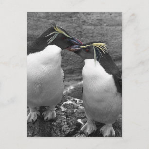 Carte Postale Éclaboussure de couleur de pingouin