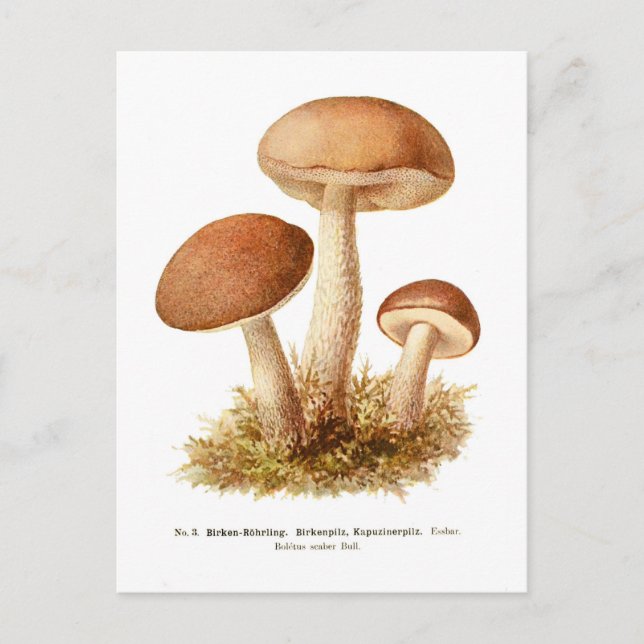 Carte Postale Éclairage de Boletus (Devant)