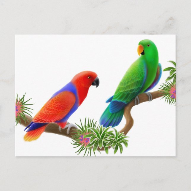 Carte postale Eclectus Birds (Devant)