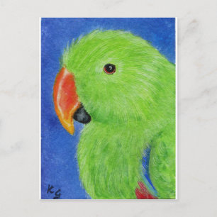 Carte Postale Eclectus Parrot