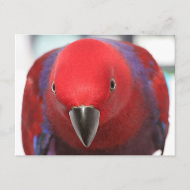 Carte postale Eclectus perroquet rouge femelle ani (Devant)