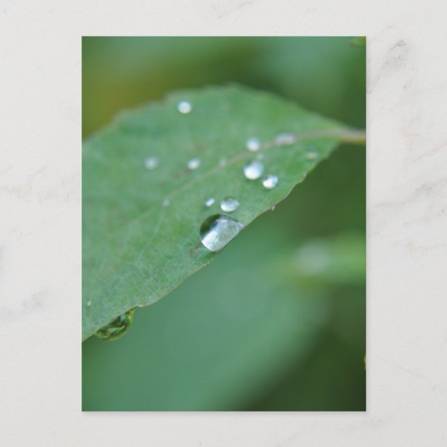 Carte Postale Eco (Devant)