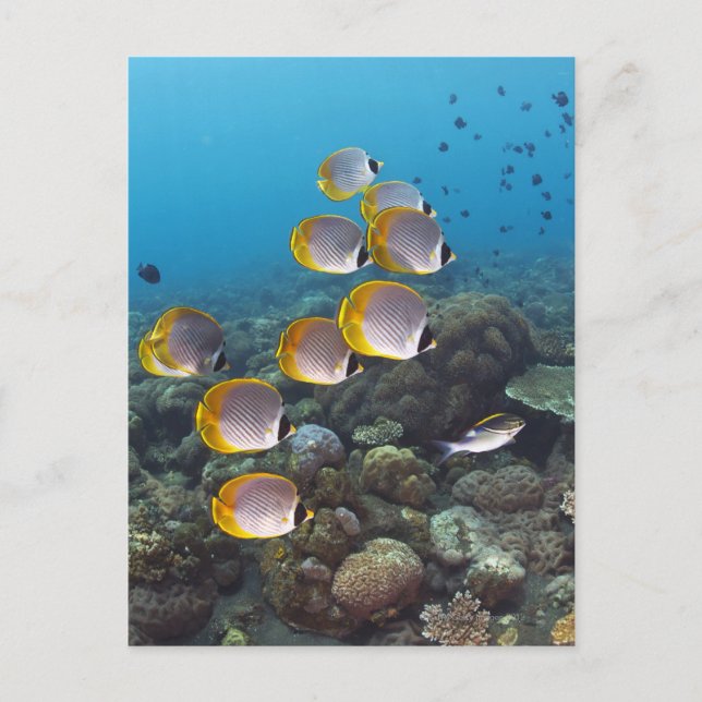 Carte Postale École d'angelfish (Devant)