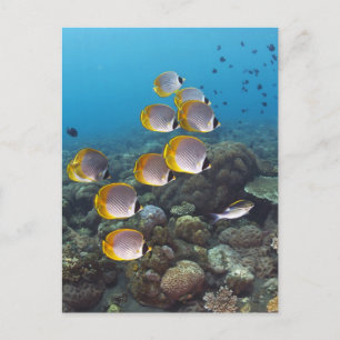 Carte Postale École d'angelfish