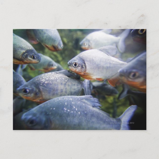 Carte Postale École de Piranhas (Pygocentrus nattereri) (Devant)