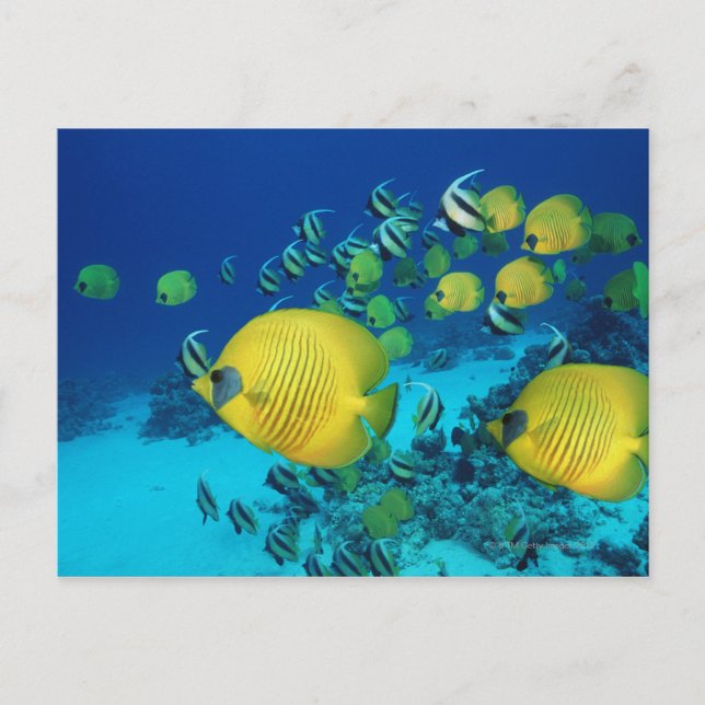 Carte Postale École de poissons papillons nager sur les fonds ma (Devant)