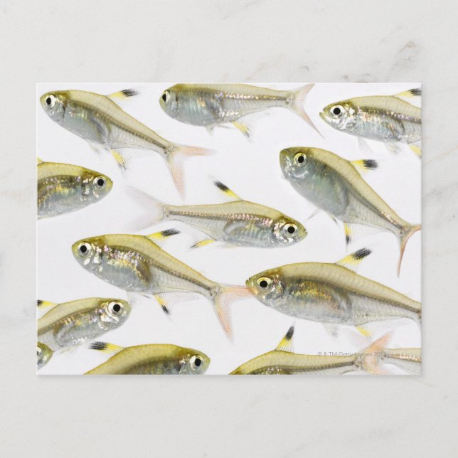 Carte Postale École de radiographie du tétra-poisson (Pristella (Devant)