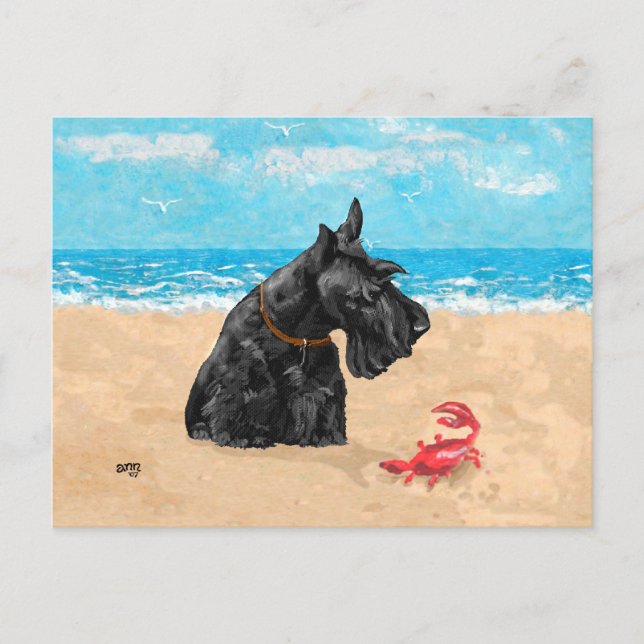 Carte Postale Écossais curieux à la plage (Devant)