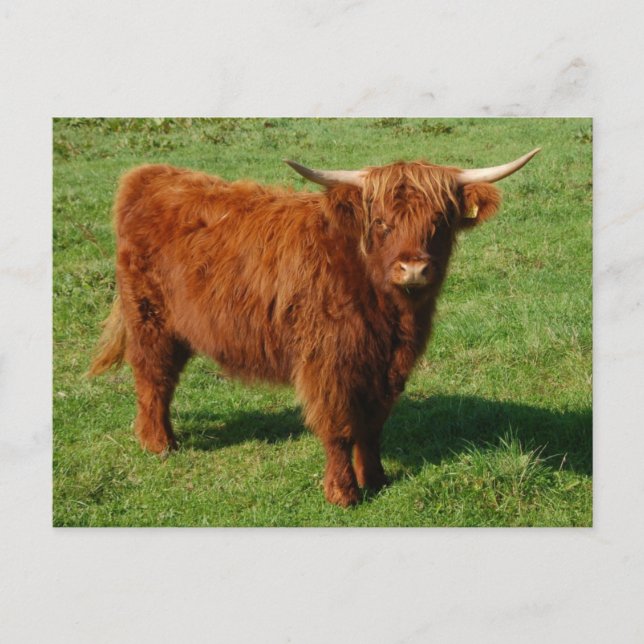 Carte postale écossaise Highland Cattle (Devant)