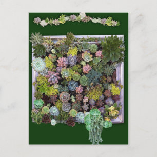 Carte Postale Ecran de mur de jardin Succulent