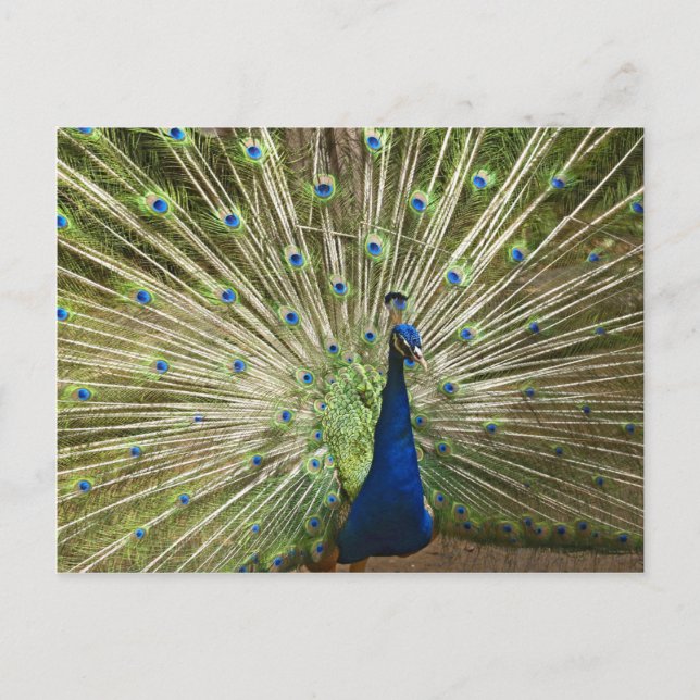 Carte Postale Écran Peacock (Devant)