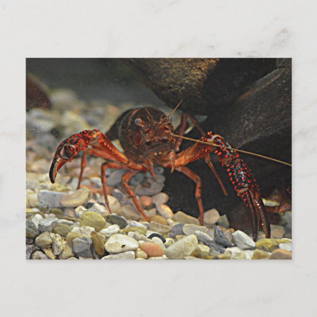 Carte Postale Écrevette de Louisiane (Devant)