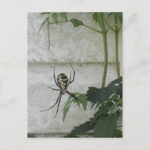 Carte Postale Ecriture Araignée Noire Jaune Jardin Araignées Pho