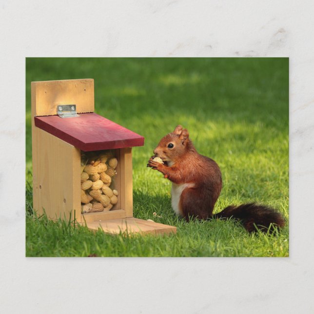Carte Postale Écureuil (Devant)