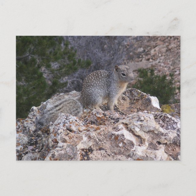 Carte Postale Écureuil (Devant)