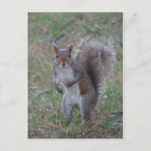 Carte Postale Écureuil