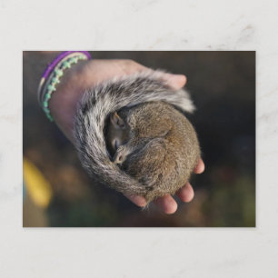 Carte Postale Écureuil