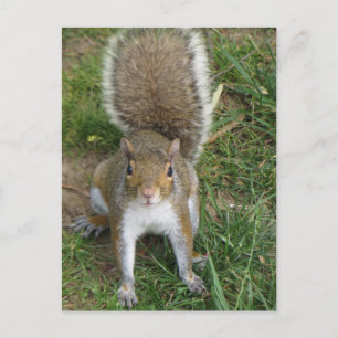Carte Postale Écureuil