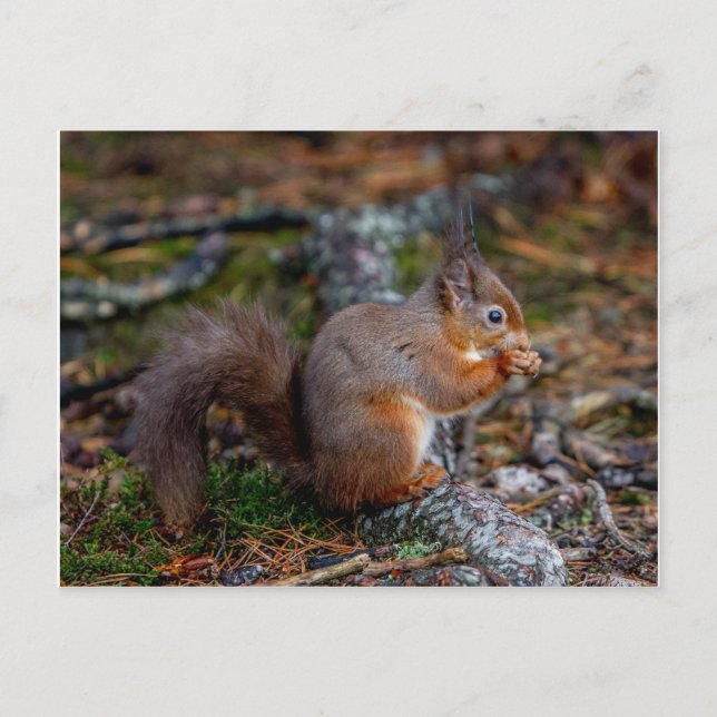 Carte Postale Écureuil (Devant)