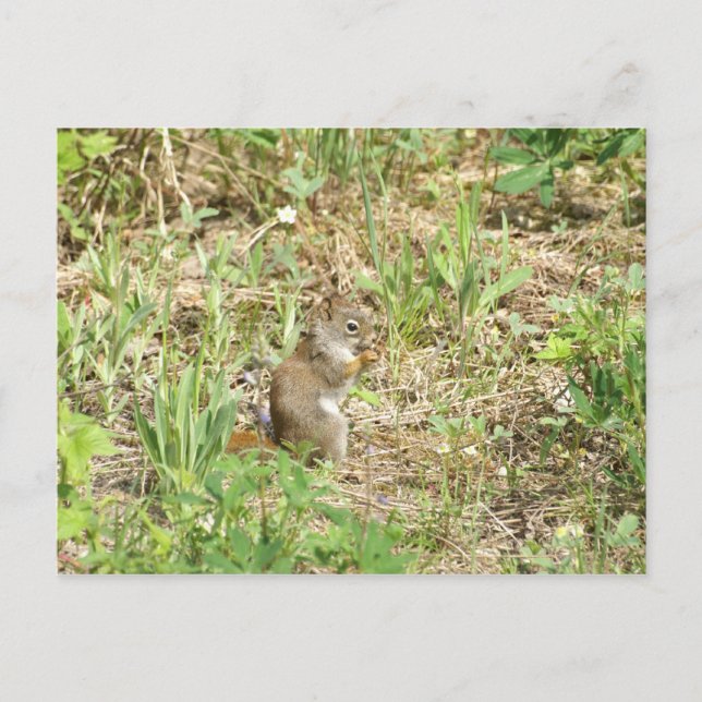 Carte Postale Écureuil (Devant)