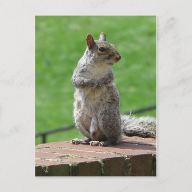 Carte Postale Écureuil (Devant)