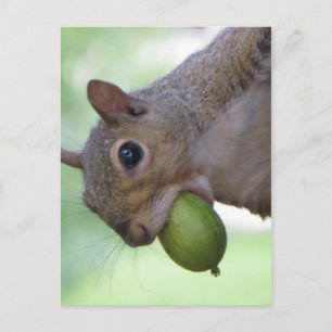 Carte Postale Écureuil à pleine bouche