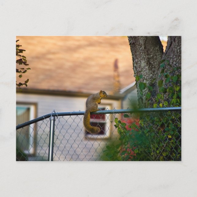 Carte Postale Écureuil-clôture / Écureuil (Devant)