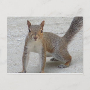 Carte Postale Écureuil curieux