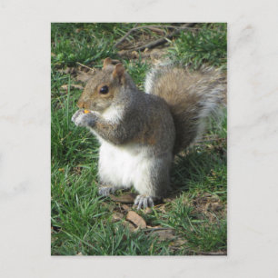 Carte Postale Écureuil d'alimentation