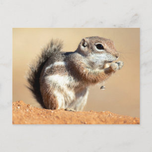 Carte Postale Écureuil d'antilope de Harris (Ammospermophilus)